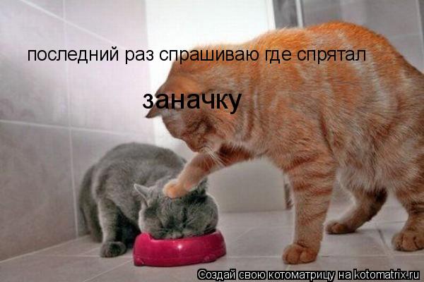 последний раз спрашиваю где спрятал заначку... Котоматрица: последний раз спрашиваю где спрятал заначку