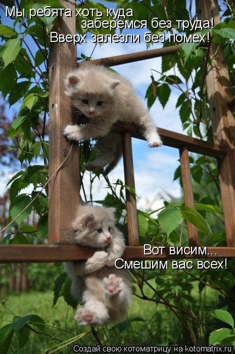 Мы ребята хоть куда заберемся без труда! Вверх залезли без помех! Вот висим... Смешим вас всех!... Котоматрица: Мы ребята хоть куда заберемся без труда! Вверх залезли без помех! Вот висим... Смешим вас всех!