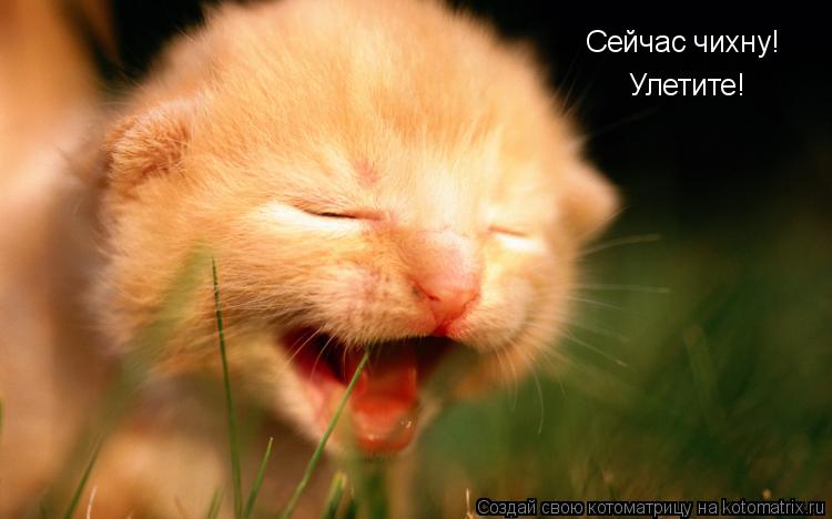 Сейчас чихну! Улетите!... Котоматрица: Сейчас чихну! Улетите!