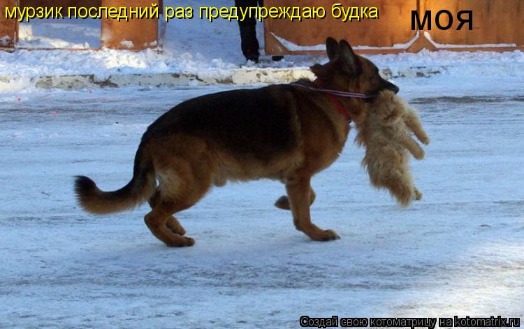 мурзик последний раз предупреждаю будка моя... Котоматрица: мурзик последний раз предупреждаю будка моя