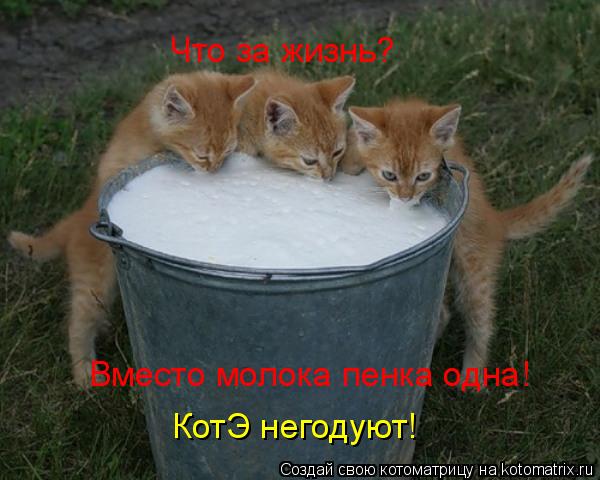 Что за жизнь? Вместо молока пенка одна! КотЭ негодуют!... Котоматрица: Что за жизнь? Вместо молока пенка одна! КотЭ негодуют!