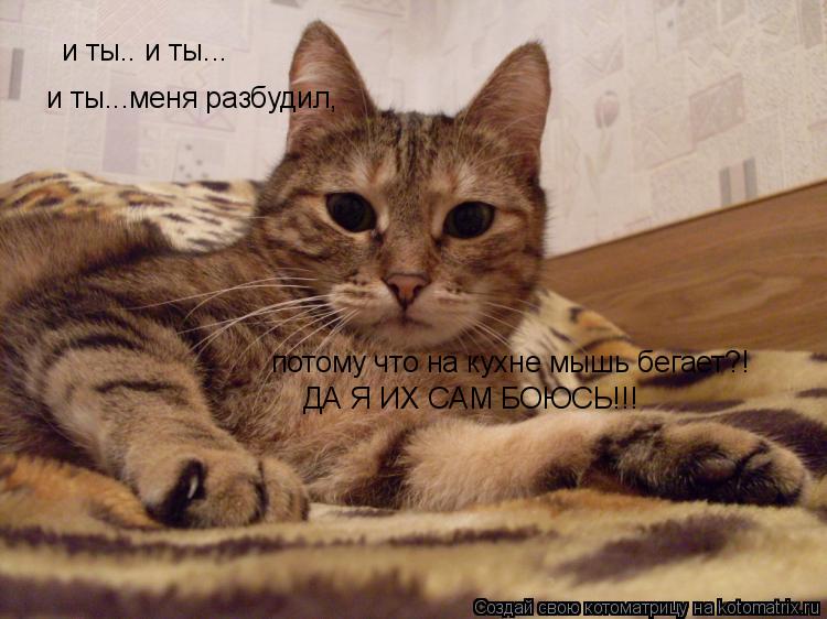 и ты.. и ты... и ты...меня разбудил, потому что на кухне мышь бегает?! ДА Я ИХ САМ БОЮСЬ!!!... Котоматрица: и ты.. и ты... и ты...меня разбудил, потому что на кухне мышь бегает?! ДА Я ИХ САМ БОЮСЬ!!!