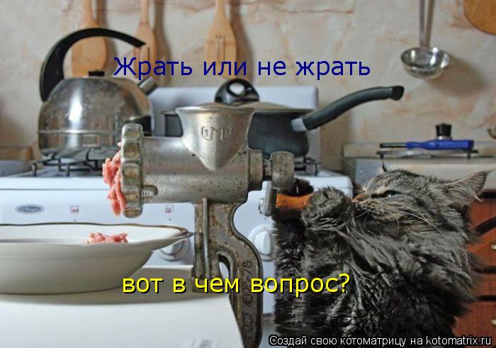 Жрать или не жрать вот в чем вопрос?... Котоматрица: Жрать или не жрать вот в чем вопрос?