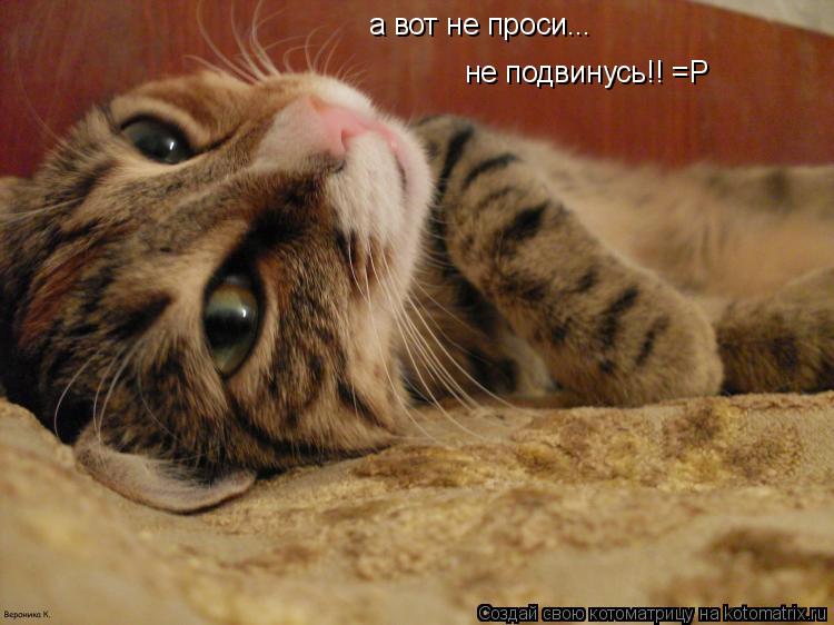 а вот не проси... не подвинусь!! =Р... Котоматрица: а вот не проси... не подвинусь!! =Р