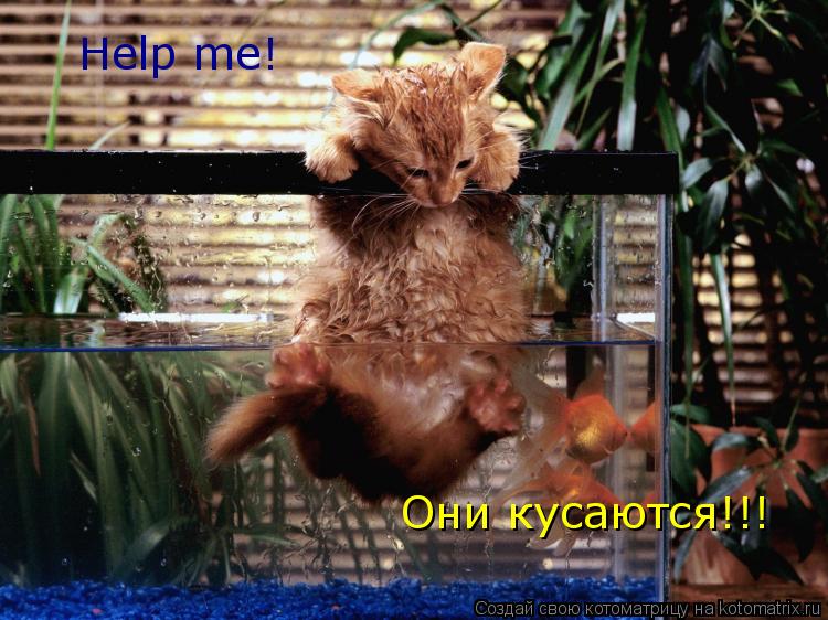 Help me! Они кусаются!!!... Котоматрица: Help me! Они кусаются!!!