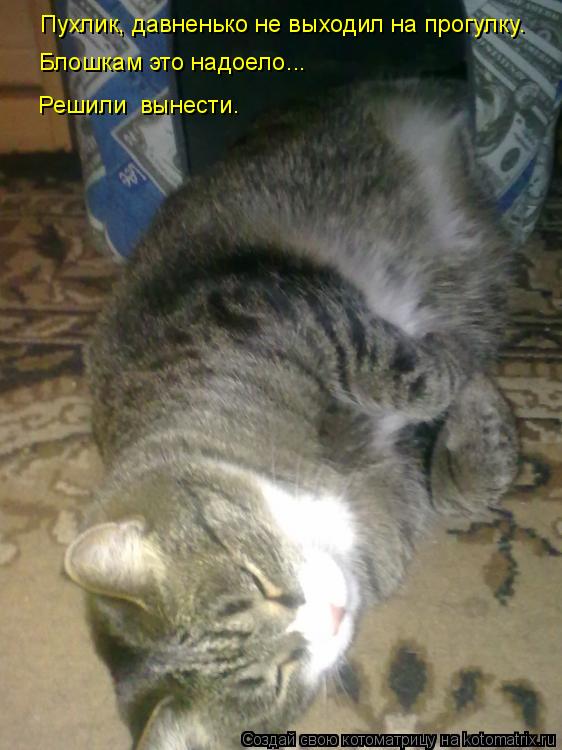 Котоматрица: Пухлик, давненько не выходил на прогулку. Блошкам это надоело... Решили  вынести.