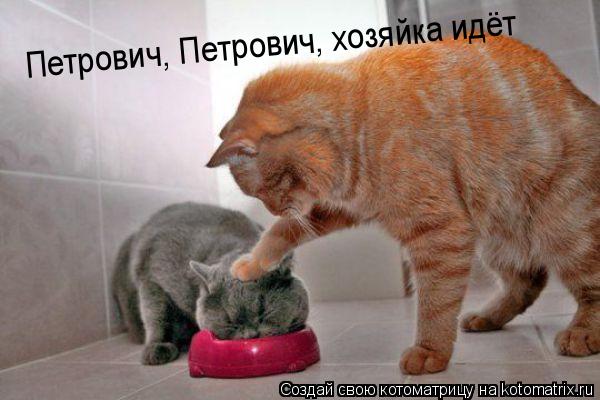 Петрович, Петрович, хозяйка идёт... Котоматрица: Петрович, Петрович, хозяйка идёт