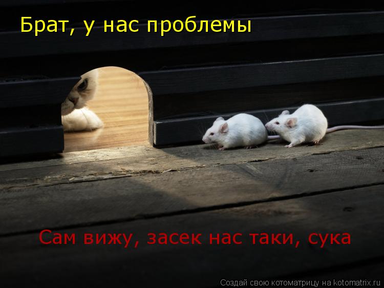 Брат, у нас проблемы Сам вижу, засек нас таки, сука... Котоматрица: Брат, у нас проблемы Сам вижу, засек нас таки, сука