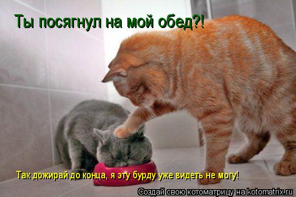 Котоматрица: Ты посягнул на мой обед?! Так дожирай до конца, я эту бурду уже  Так дожирай до конца, я эту бурду уже  Так дожирай до конца, я эту бурду уже вид