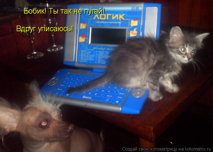Котоматрица: Бобик! Ты так не пугай! Вдруг уписаюсь!