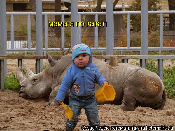 Котоматрица: мама я по какал
