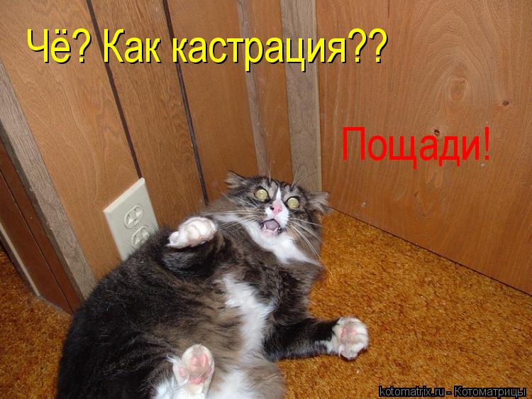 Котоматрица: Чё? Как кастрация?? Пощади!