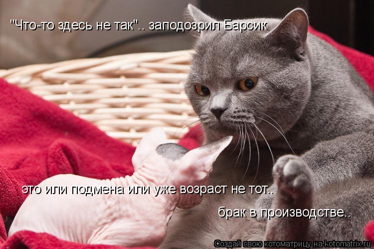 Котоматрица: "Что-то здесь не так".. заподозрил Барсик это или подмена или уже возраст не тот..  брак в производстве..