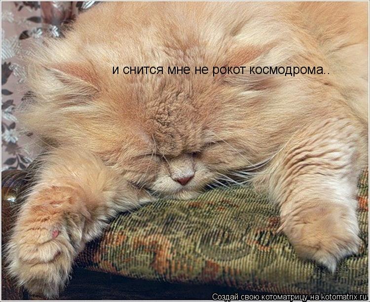Котоматрица: и снится мне не рокот космодрома..