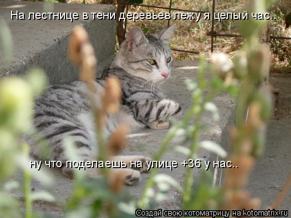 Котоматрица: На лестнице в тени деревьев лежу я целый час.. ну что поделаешь на улице +36 у нас..