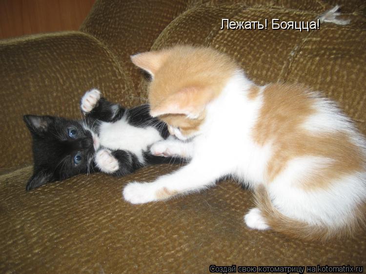Котоматрица: Лежать! Бояцца!