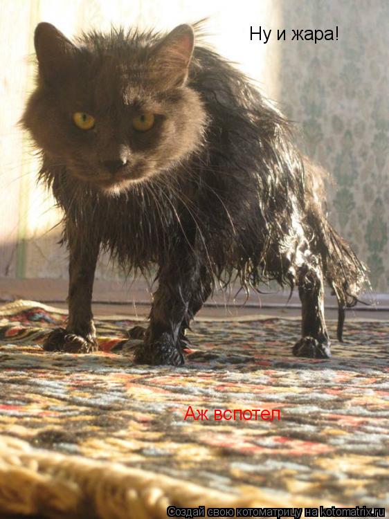Котоматрица: Ну и жара! Аж вспотел