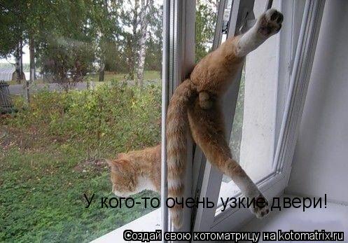 Котоматрица: У кого-то очень узкие двери!