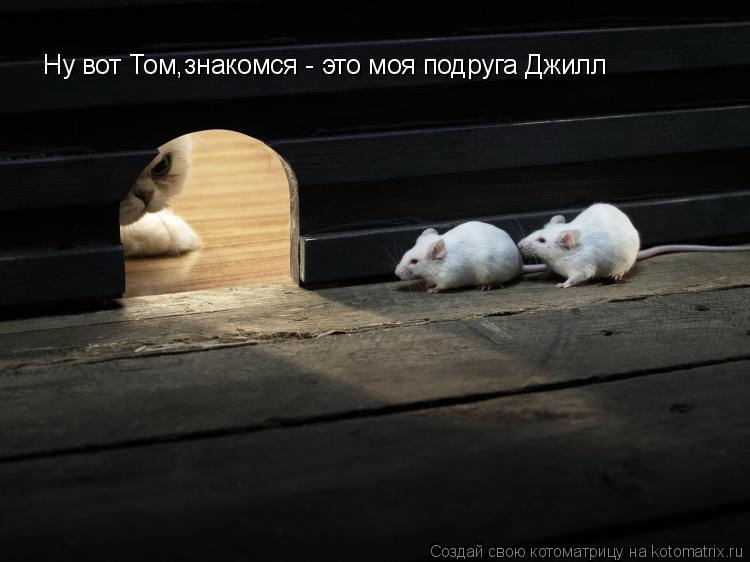 Котоматрица: Ну вот Том,знакомся - это моя подруга Джилл