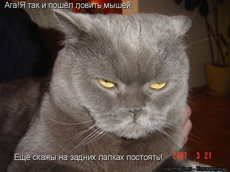 Котоматрица: Ага!Я так и пошёл ловить мышей. Ещё скажы на задних лапках постоять!