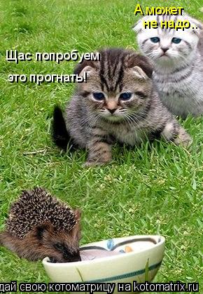 Котоматрица: Щас попробуем  это прогнать! А может не надо..