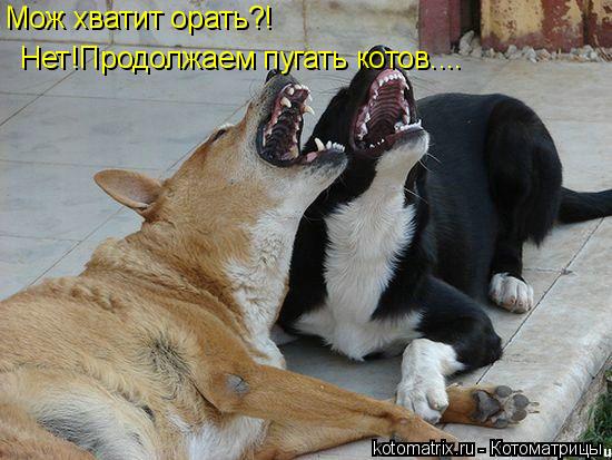 Котоматрица: Мож хватит орать?! Нет!Продолжаем пугать котов....