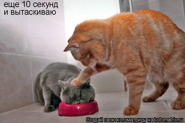Котоматрица: еще 10 секунд и вытаскиваю