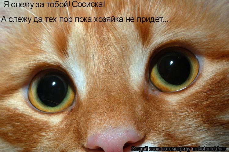 Котоматрица: Я слежу за тобой! Сосиска! А слежу да тех пор пока хозяйка не придёт....