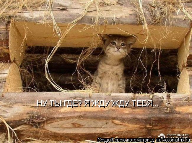 Котоматрица: НУ ТЫ ГДЕ? Я ЖДУ ЖДУ ТЕБЯ...