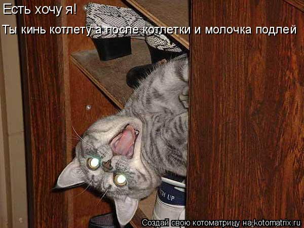 Котоматрица: Есть хочу я! Ты кинь котлету а после котлетки и молочка подлей
