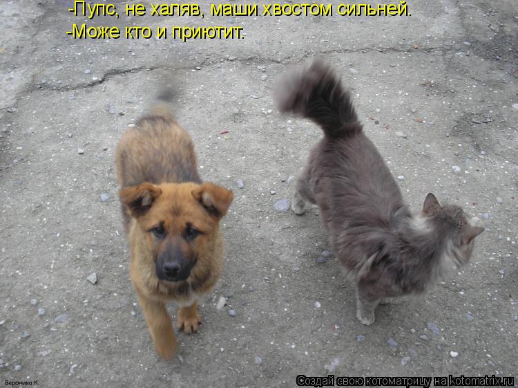 Котоматрица: -Пупс, не халяв, маши хвостом сильней. -Може кто и приютит.
