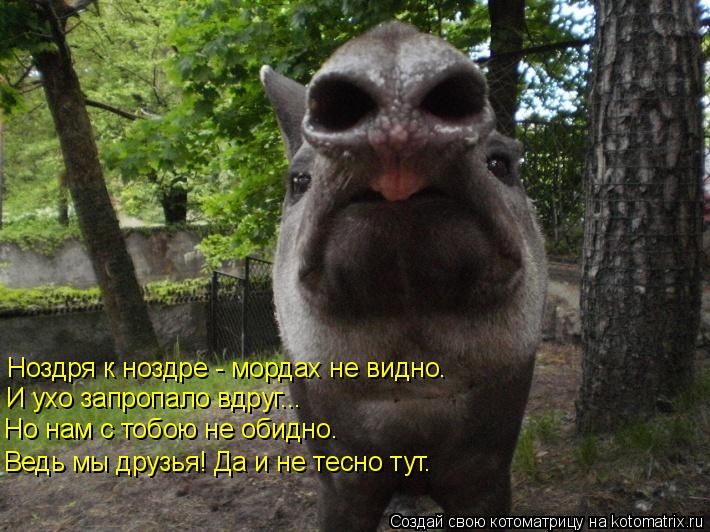 Котоматрица: Ноздря к ноздре - мордах не видно. И ухо запропало вдруг... Но нам с тобою не обидно. Ведь мы друзья! Да и не тесно тут.