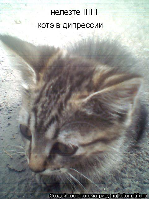 Котоматрица: нелезте !!!!!! котэ в дипрессии