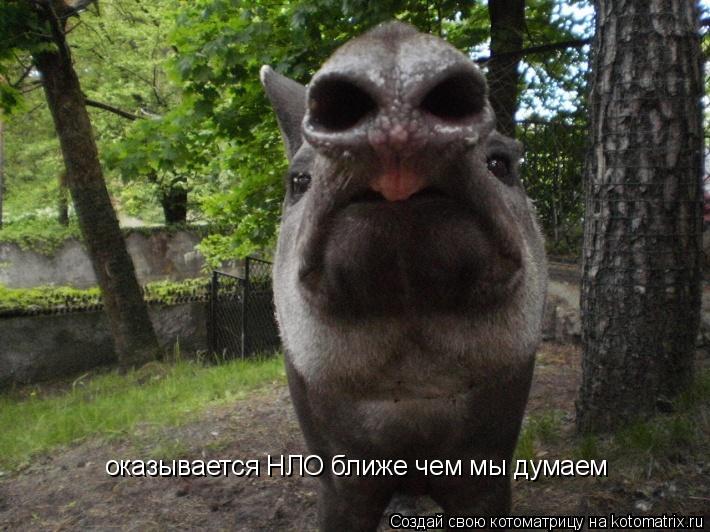 Котоматрица: оказывается НЛО ближе чем мы думаем