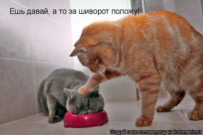Котоматрица: Ешь давай, а то за шиворот положу!