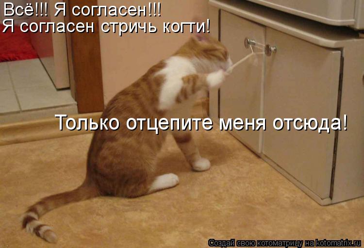 Котоматрица: Всё!!! Я согласен!!! Я согласен стричь когти! Только отцепите меня отсюда!