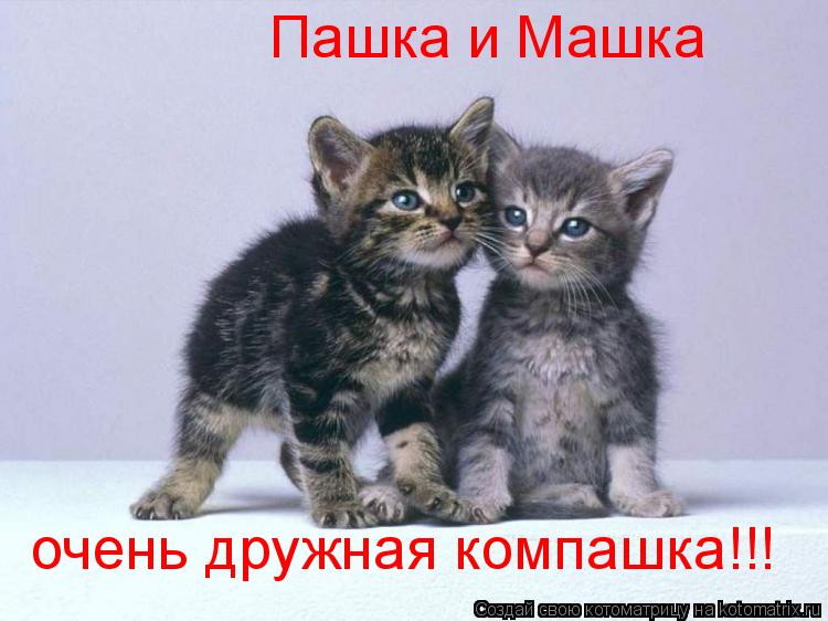 Котоматрица: Пашка и Машка очень дружная компашка!!!