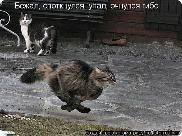 Котоматрица: Бежал, споткнулся, упал, очнулся гибс