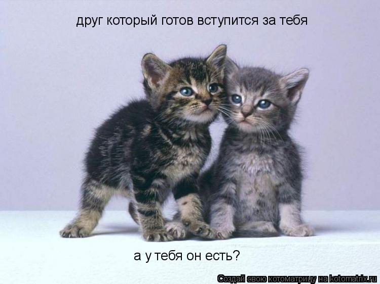 Котоматрица: друг который готов вступится за тебя а у тебя он есть?
