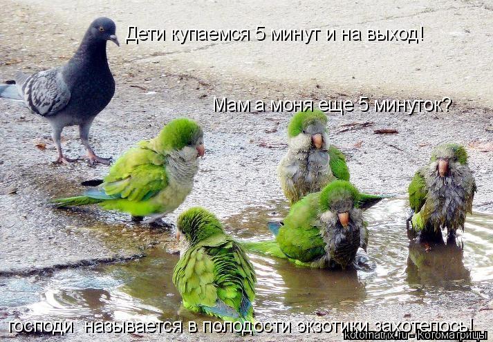 Котоматрица: Дети купаемся 5 минут и на выход! Дети купаемся 5 минут и на выход! Мам а моня еще 5 минуток? господи  нвзывается в полодости экзотики захотело