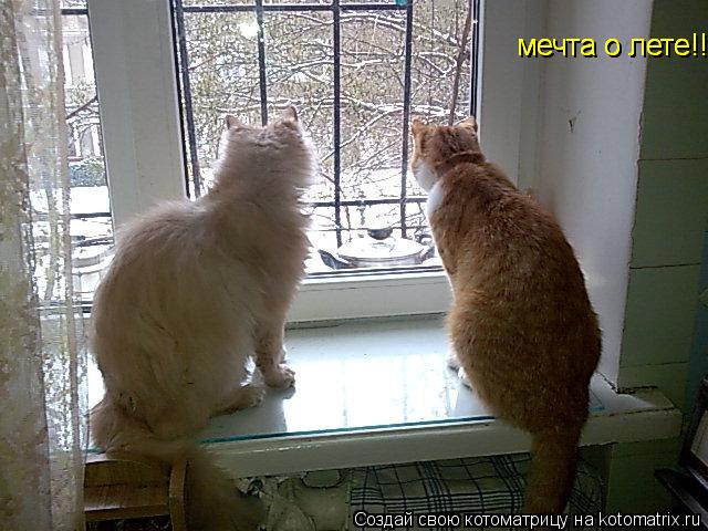 Котоматрица: мечта о лете!!! мечта о лете!!! мечта о лете!!!