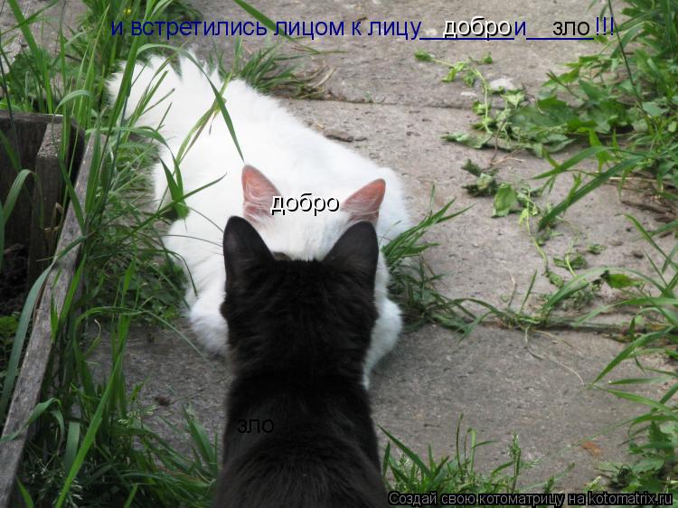 Котоматрица: добро           зло зло и встретились лицом к лицу_______и_____!!!           добро