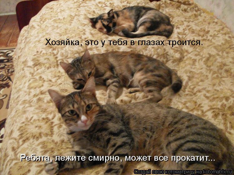 Котоматрица: Хозяйка, это у тебя в глазах троится. Ребята, лежите смирно, может все прокатит...