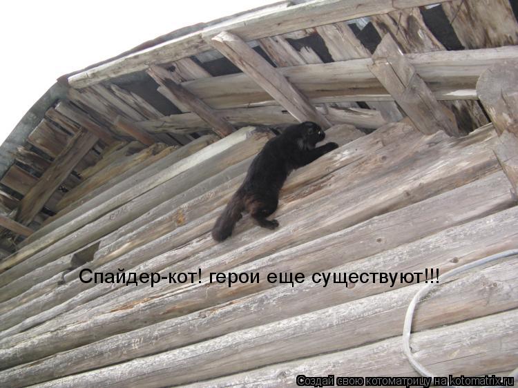 Котоматрица: Спайдер-кот! герои еще существуют!!!