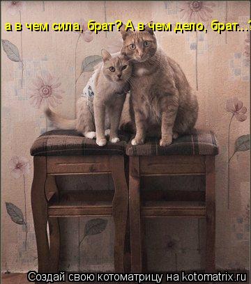 Котоматрица: а в чем сила, брат? А в чем дело, брат...??? а в чем сила, брат? А в чем дело, брат...???