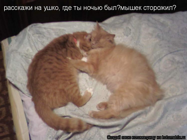 Котоматрица: расскажи на ушко, где ты ночью был?мышек сторожил?