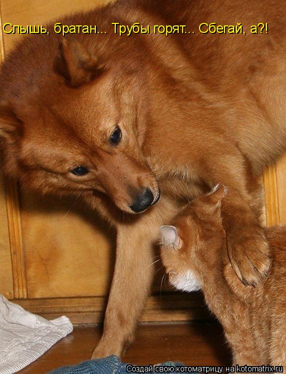 Котоматрица: Слышь, братан... Трубы горят... Сбегай, а?!