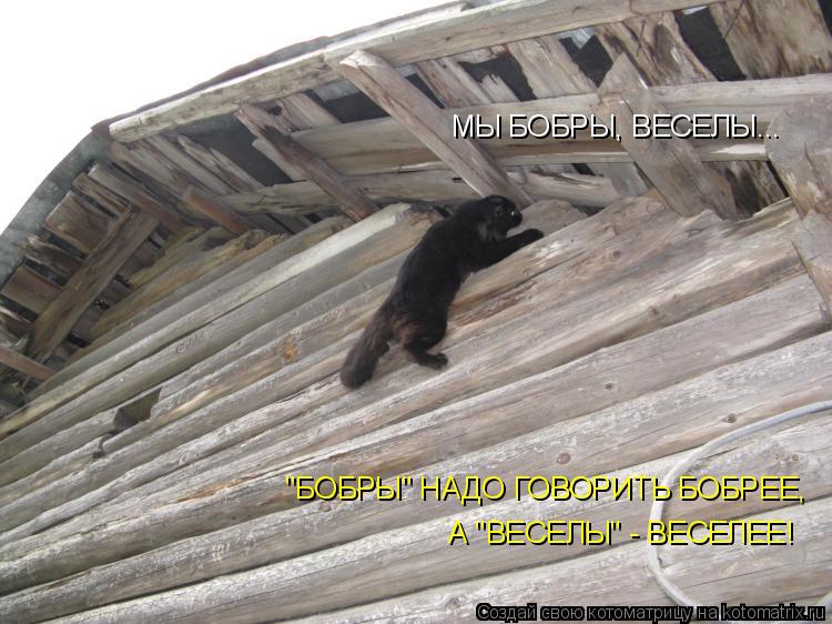 Котоматрица: МЫ БОБРЫ, ВЕСЕЛЫ... "БОБРЫ" НАДО ГОВОРИТЬ БОБРЕЕ, А "ВЕСЕЛЫ" - ВЕСЕЛЕЕ! "БОБРЫ" НАДО ГОВОРИТЬ БОБРЕЕ,  А "ВЕСЕЛЫ" - ВЕСЕЛЕЕ!