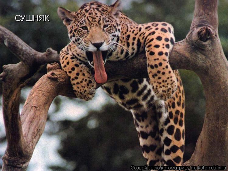 Котоматрица: СУШНЯК