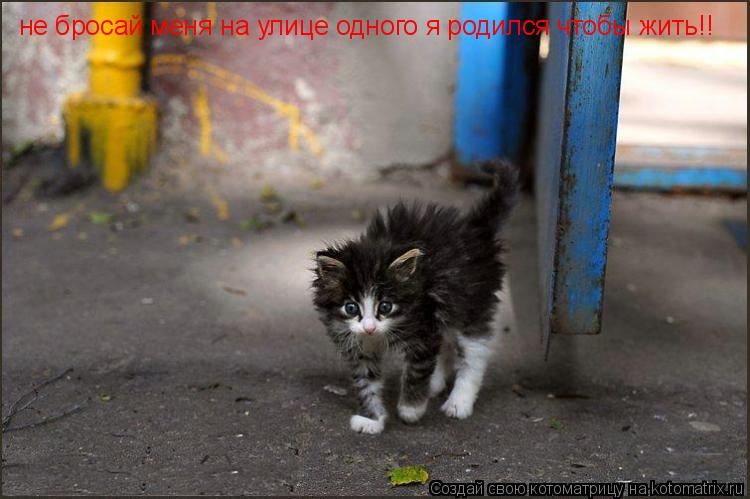 Котоматрица: не бросай меня на улице одного я родился чтобы жить!!